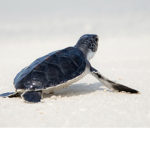 mr,turtles group