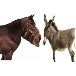 MULE KILLERS