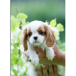 King Cavalier Charles spaniels!
