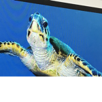 # Save the turtles ( Use metal straws )