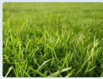 GRASS ADMIRERERS