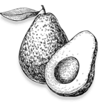 The Avacado Fan Club