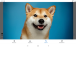 Doges rp