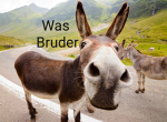 Esel_istdeinvater