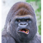 GORILLA EMPlRE