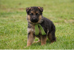 German Shepherd Fuzzy Friends Group