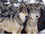 The Group Of Wolf ######