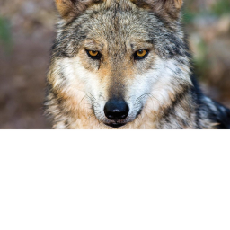 The Wild Wolves Border