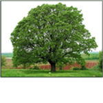 The Tree Empire