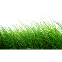 Touch grass