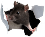 Pacovi - Rats