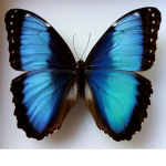 Butterfliessssss