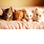 the cool kitten cats group