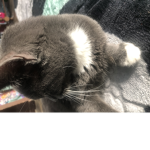 John cent cat