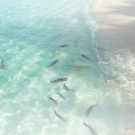 aquamarjne