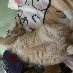 Cat purrson group