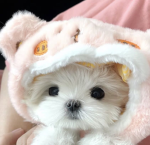 ‘pwoshi