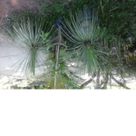 os arroz