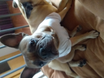 Welcomen Zur Hunde Welt!