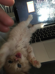 ~h£II0 kitty~