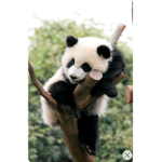 PANDA GOLDEN GAMERS
