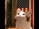 Popcat World!
