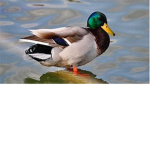 Ducks Building Talk