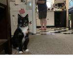 Animals bffs