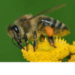 Bee Tribe