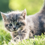 Kittens Magic