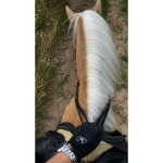 •t-n equestrians•