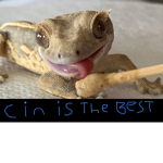 qwackel is cool
