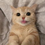 рooр