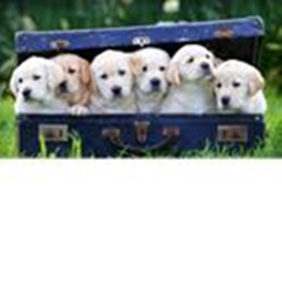 Dogs United [home]