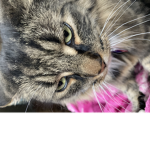 Oliviaplays channle