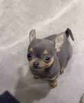 Dog's drip