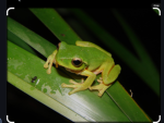 FROGGY ON TOP