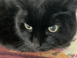 My cat name teddy