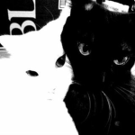 .shadowed