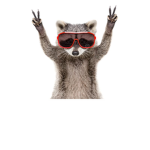 raccoon poo