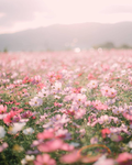 fl0wers! :)