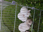 Die hase gang