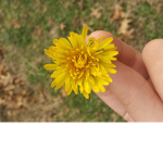 Sunflower_power