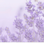 Lavender Games YT