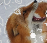 Fox_therian