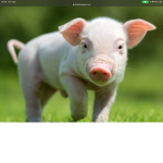 Castle of pigs