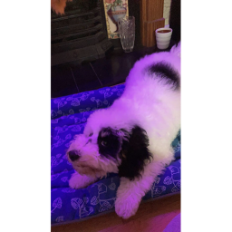 George da dog