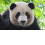 PANDA WAR