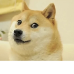 Owner of doge