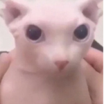 VeryEpicGang